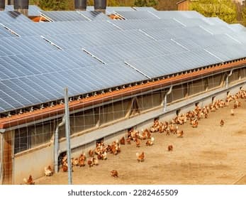 Poultry farm supported by solar energy